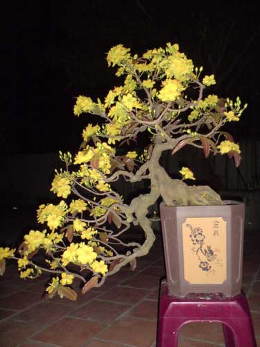 Hoa mai bonsai
