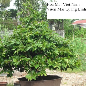 Hoa mai Việt Nam Bonsai HMVN10
